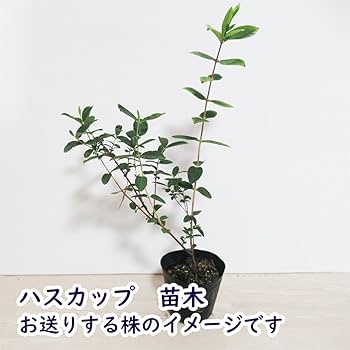 Amazon.co.jp: ハスカップ 苗 苗木 13.5cmポット 樹高約30cm